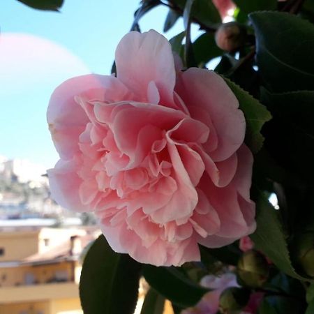 B&B Il Giardino Delle Camelie Palestrina Dış mekan fotoğraf