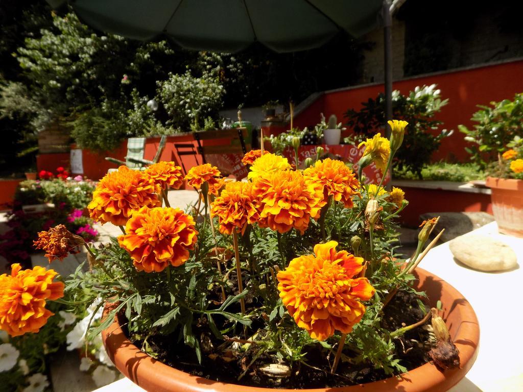 B&B Il Giardino Delle Camelie Palestrina Dış mekan fotoğraf