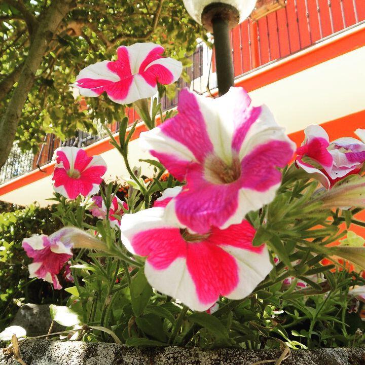 B&B Il Giardino Delle Camelie Palestrina Dış mekan fotoğraf