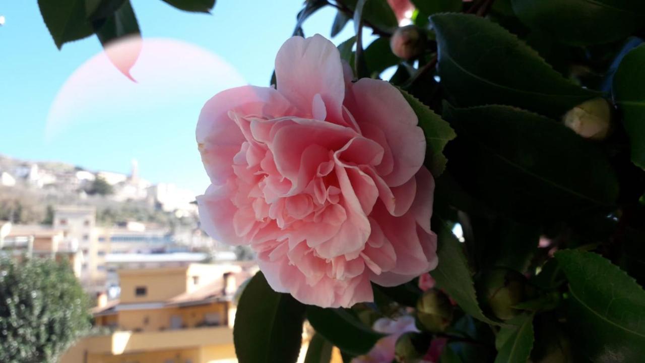 B&B Il Giardino Delle Camelie Palestrina Dış mekan fotoğraf